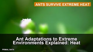 Ant Adaptations to Extreme Environments Explained: Heat Survival Science