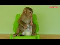 Fruit Juice, Adorable Monkey Kako Enjoying Coconut With Banana Juice
