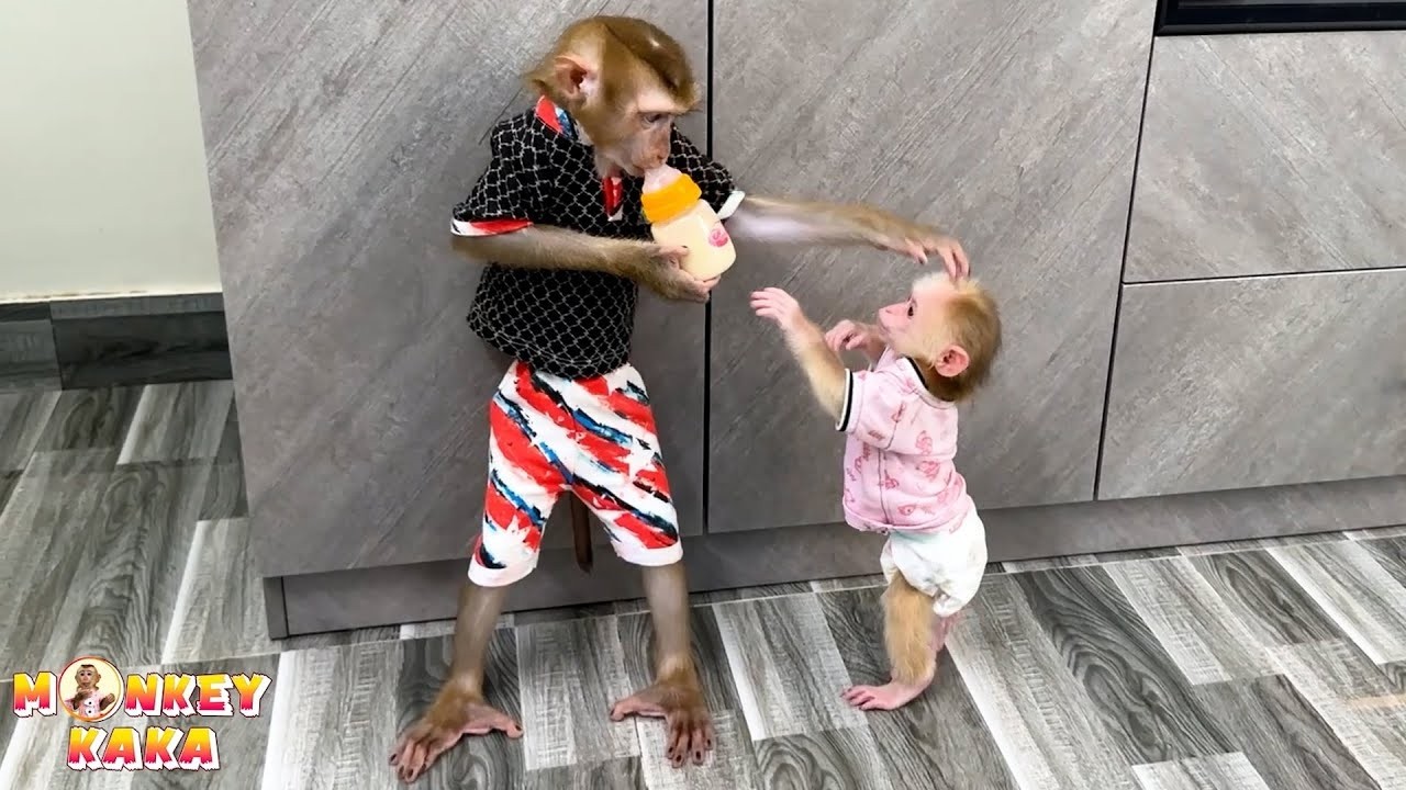 Monkey Kaka, while breastfeeding, doesn't want to share his milk with Monkey Mit.