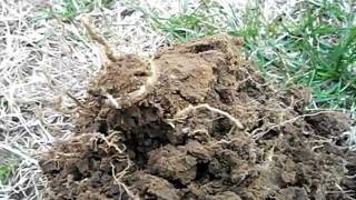 100_0054[1].AVI