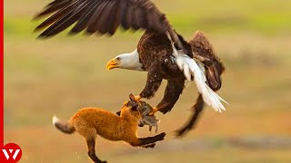 16 Best Eagle Attacks Caught on Camera mixdown by WildLife Tales 1,144 views 9 months ago 8 minutes, 34 seconds