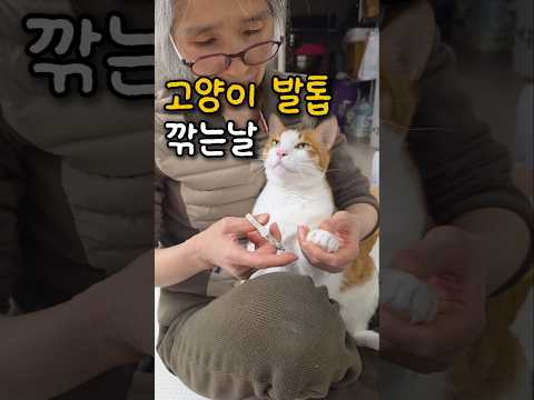 오늘은 디지게 힘들다는 고양이 발톱 깎이는 날