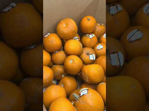 We went somewhere different for pumpkin picking this year 🎃🤣 #shorts