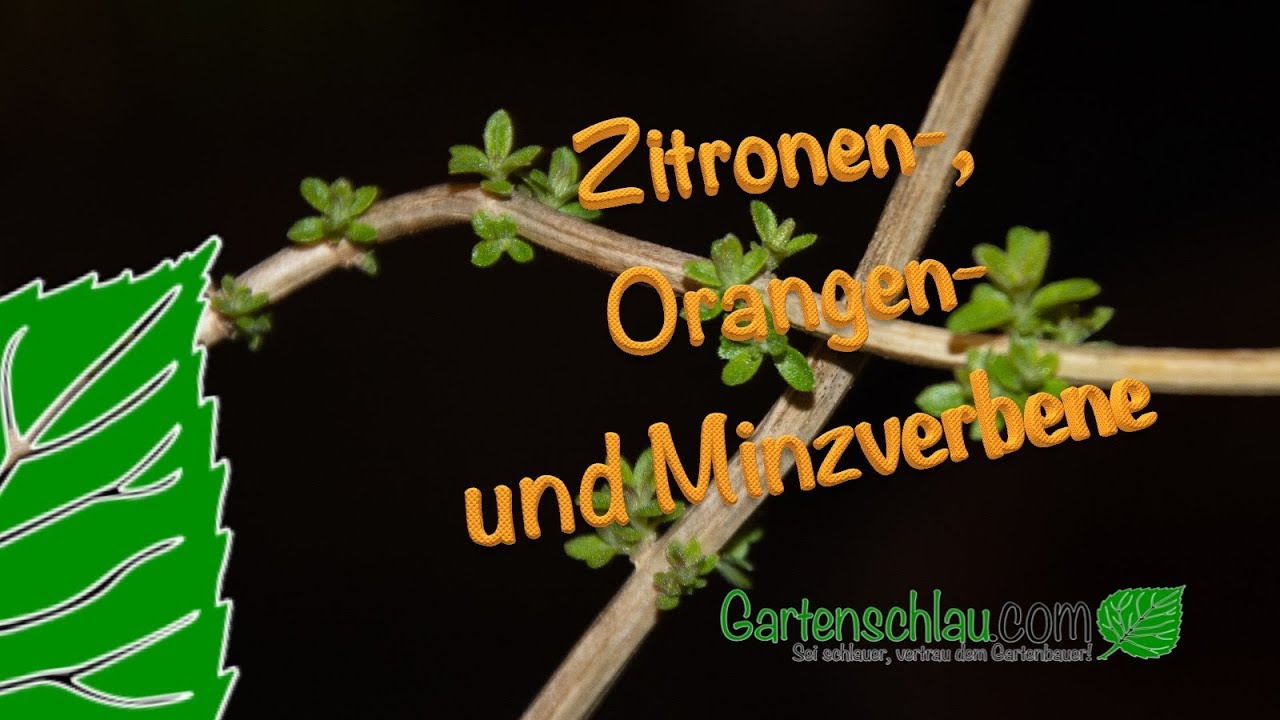 Verbenen vor Frost schützen: Zitronen-, Orangen- und Minzverbene einräumen