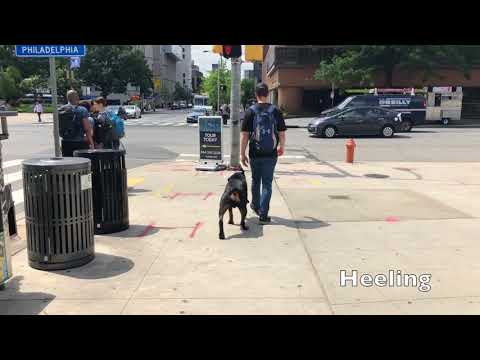 off-leash-k9-training,-lehigh-valley-|||-2-year-old-rottweiler;-zeus,-best-dog-training