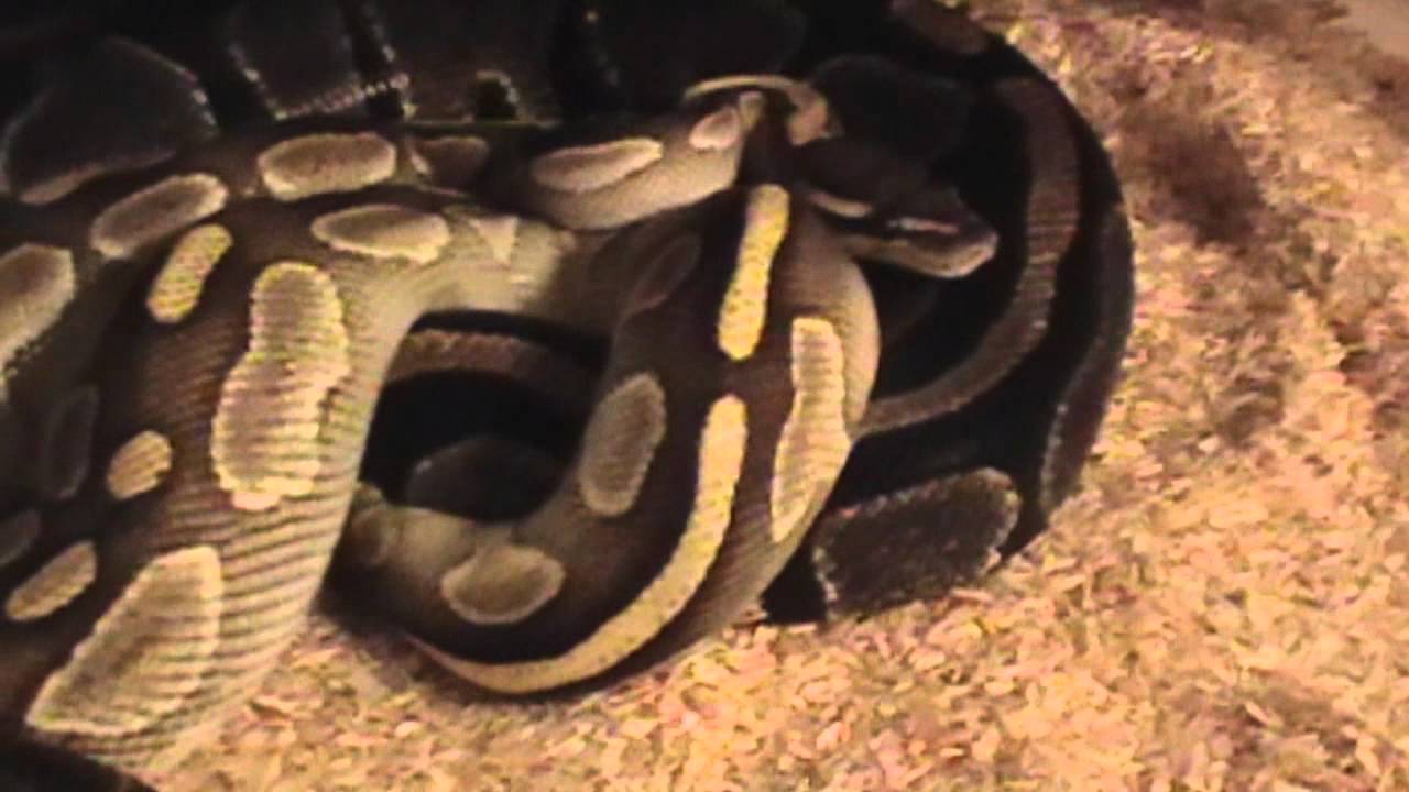pythons for sale Normal #2 x Lesser - third lock 2013 season!