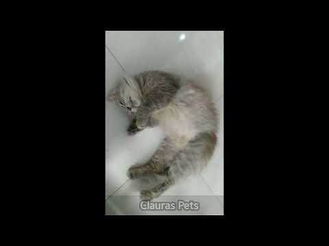Video: Kucing Saya Aman', Medvedev Yakinkan Rusia