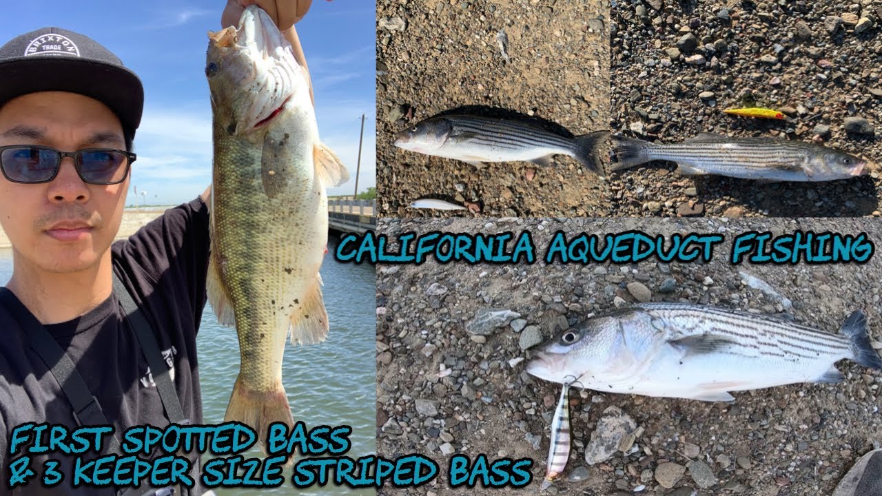 California Aqueduct Fishing First Spotted Bass 3 Keeper Size