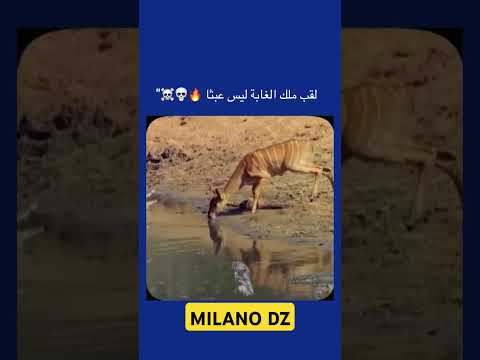 ملك الغابة ليس عبثا  16   16  