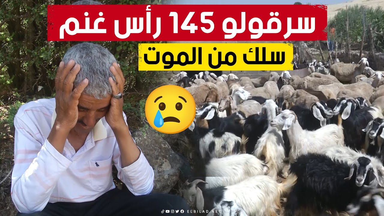 كبّلوا يديه ورجليه وسرقو منه 145 رأس غنم.. موّال من سطيف يتحدث بحرقة حول حادثة سلبه جميع أغنامه