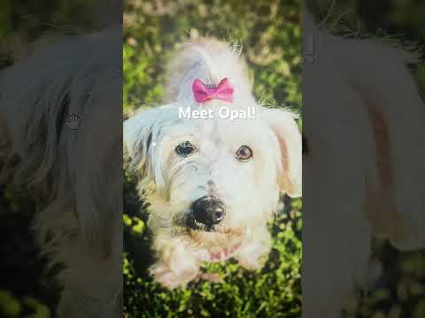 Adopt Opal!