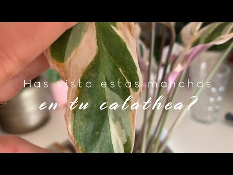 Video: Problems Growing Orchids - Plagas y enfermedades comunes & Problemas ambientales con las plantas de orquídeas