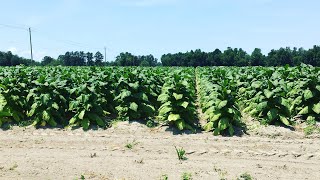 South Carolina Corn -Cotton and Tobacco crop update Gerraldfarms