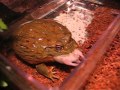 Graboune (My Giant African Bullfrog / Ma Pyxicephalus adspersus) eating a dead mouse with plier