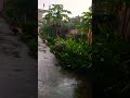 a beautiful rainyday #rain #garden # turmeric plant #nature#song #trending  #ytshorts,#randomfacts