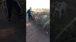 Kayfiyat Drisaj Lkilab Hhhhh