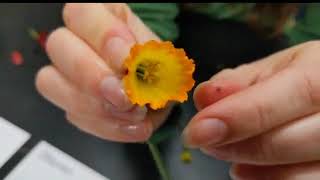 Flower Dissection