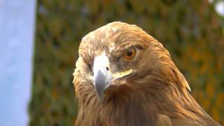 PEACE Moments - Brown Eagle for Peace