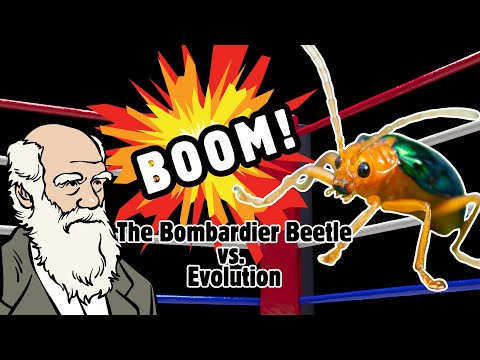 Bombardier Beetle Blows Up Evolution | Eric Hovind & Dr. Andy McIntosh | Creation Today Show #437