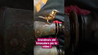 Grandma's Binoculars - Bird Short Ai!