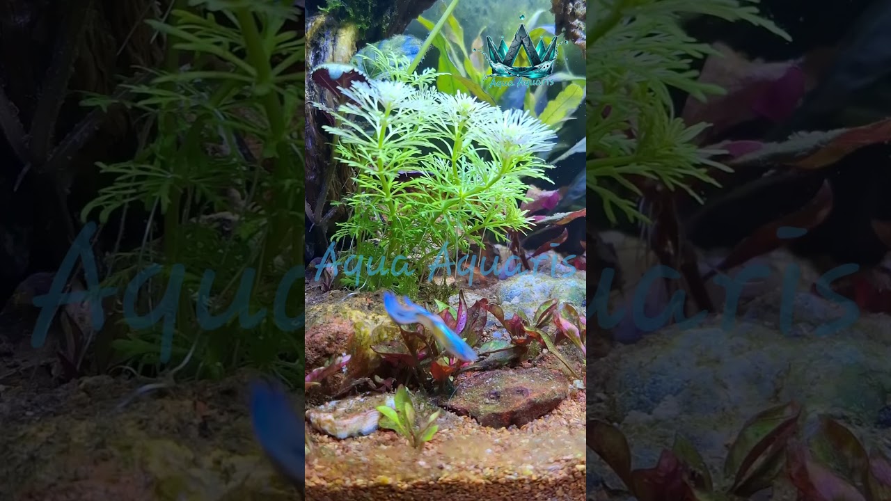 Look:One of One&ndash;Fire Flame Guppy1of1#guppy#unique #fish#shorts#film#fireflame #flametail#beautiful#