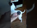 max scream