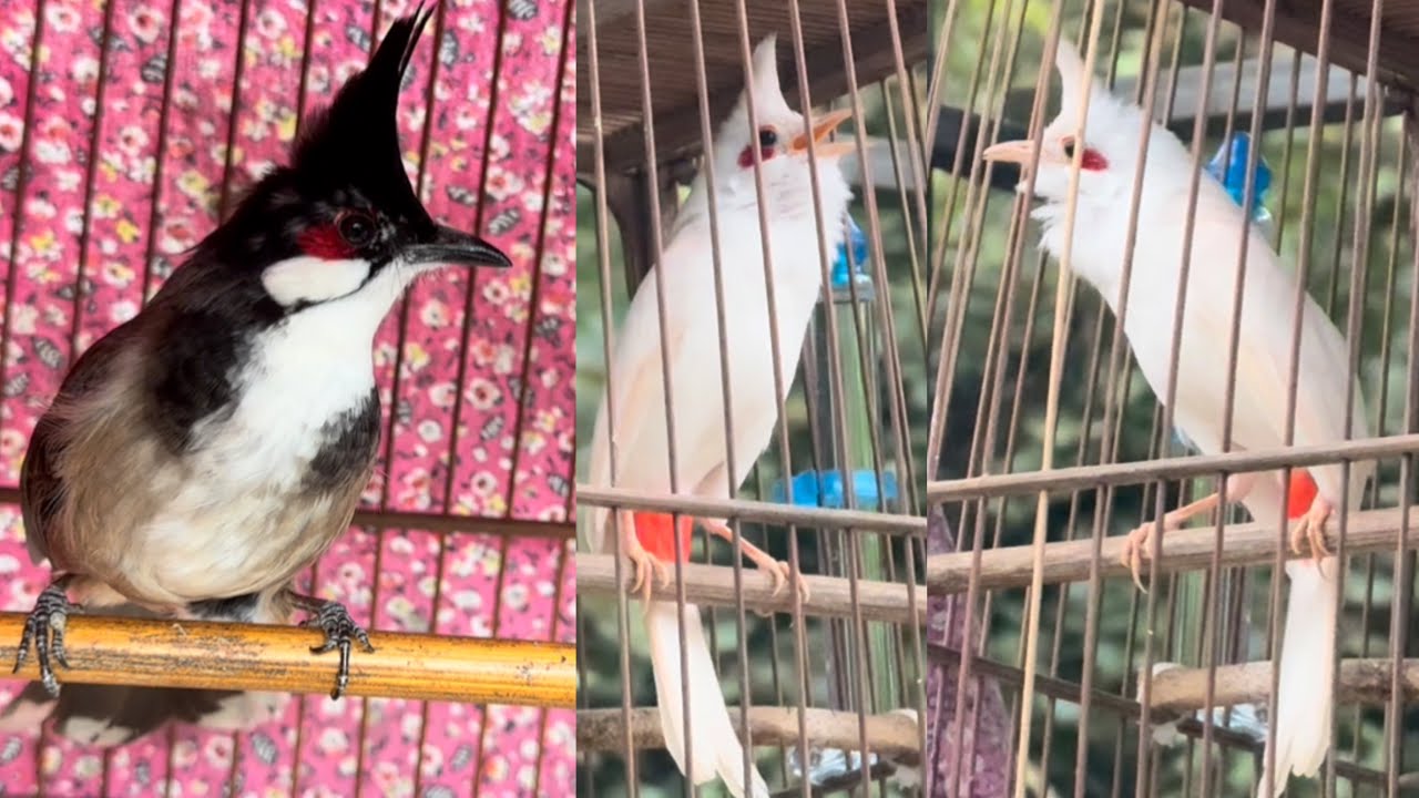 Tuyển Được Mào Mơ Xoè Cứng Và Chim Bạch Hót Choé Rất Hay 4/3/26 | Khải Chim Hoà Bình