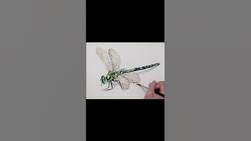 Easy Dragonfly Drawing Tutorial ✍️ For Absolute Beginners