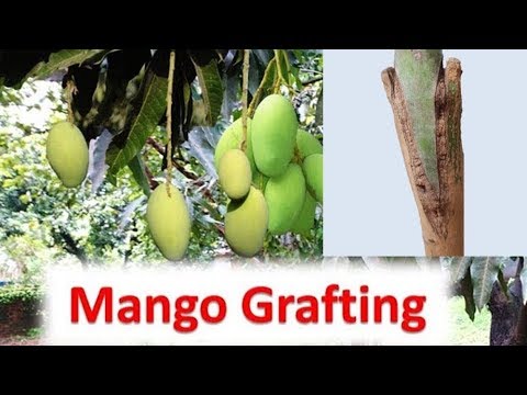 How to do Mango Grafting: Dashehari, Amrapali और Langra के फल एक हीं पेड़ से ( English Subtitle)