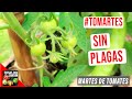 COMO HAGO PARA NO TENER PLAGAS EN MIS TOMATES - #TOMARTES EP.15