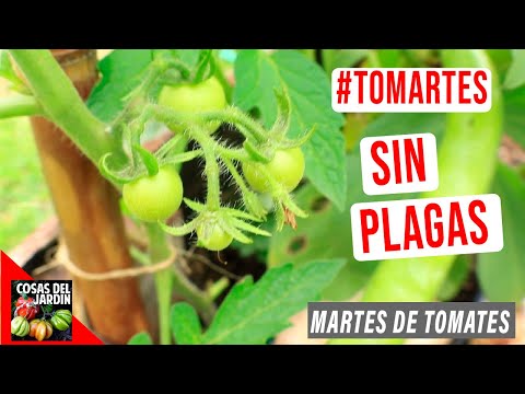 Video: Proteger los tomates de los animales: evitar que los animales coman tomates