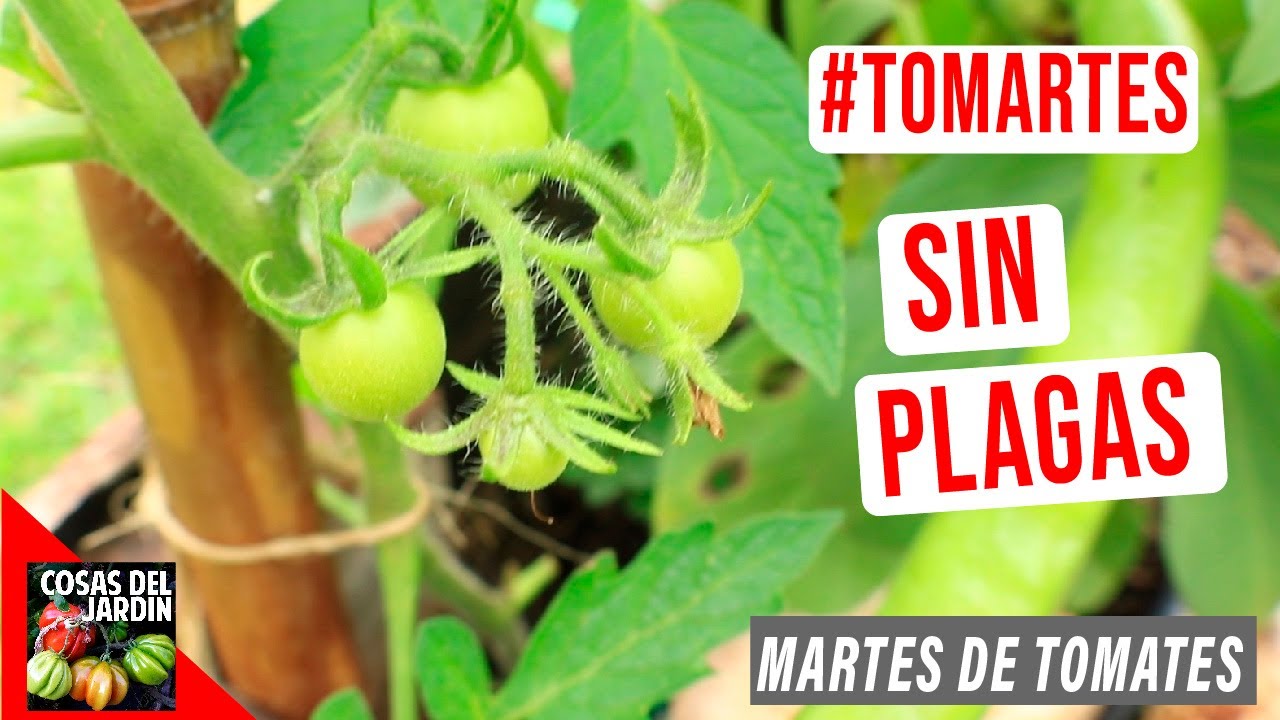 COMO HAGO PARA NO TENER PLAGAS EN MIS TOMATES - #TOMARTES EP.15