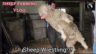 Shearing Massive Rams: 155+ Kg Dorset And Suffolk Rams
