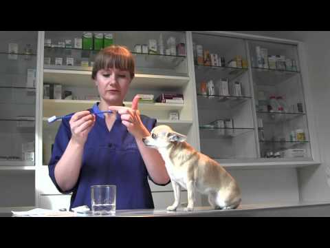 Video: Hoe Beïnvloedt Voedsel De Gebitsgezondheid Van Honden? - Kan Voedingsmiddelen De Tanden Van Honden Gezond Houden?