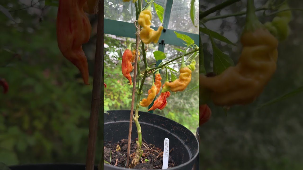 Sugar Rush Peach Stripey