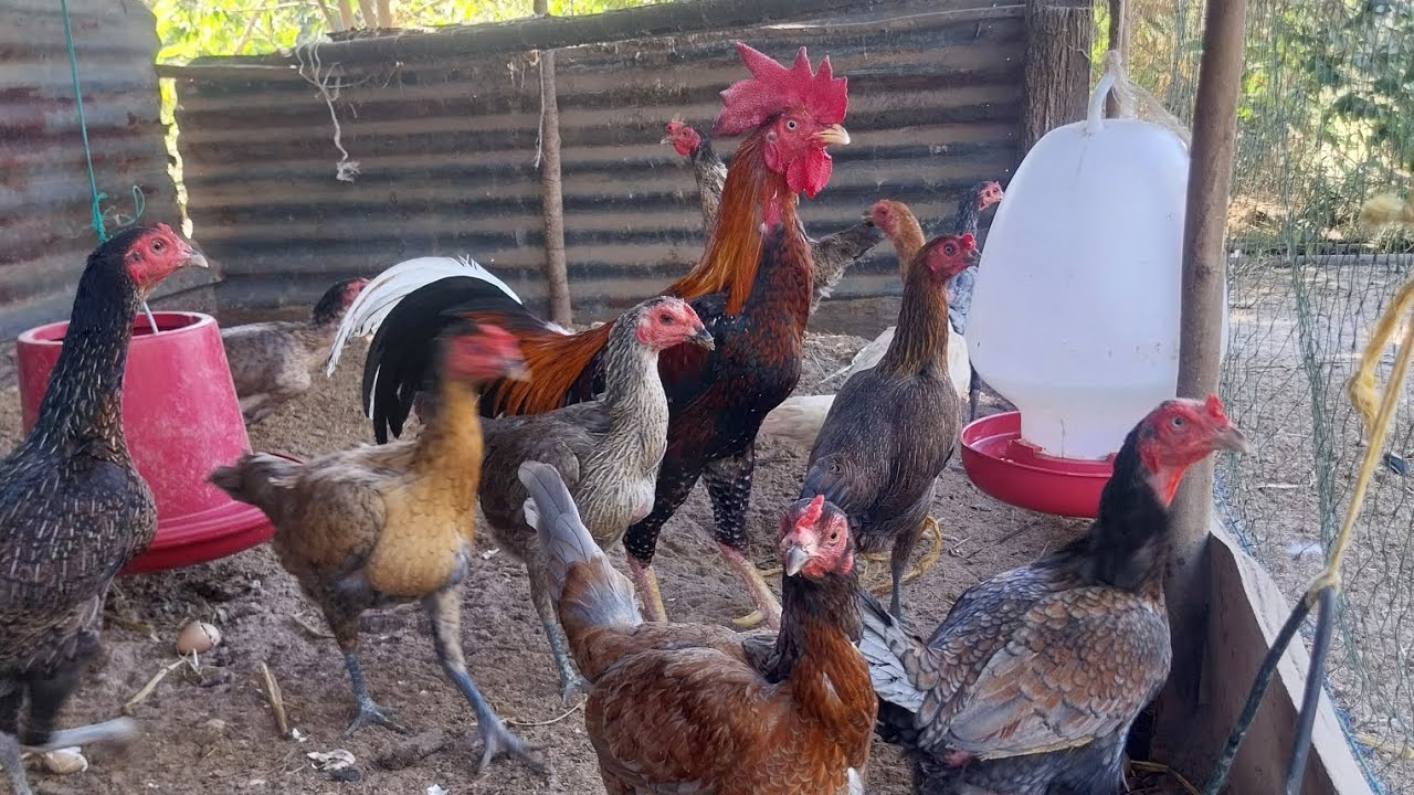 เลี้ยงไก่บ้านสร้างรายได้ มีเท่าไหร่ก็ไม่พอขาย