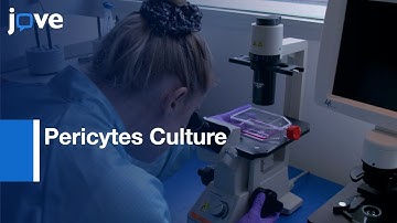Pericytes Culture for Calcium Measurements and Imaging Studies | Protocol Preview