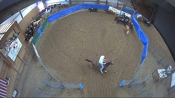 Big Sky Ranch Sorting Saddle Series Finals - #7 HC - Round #1 - Ride #1