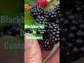 BLACKBERRIES BEAR FRUIT #shorts #garden #fruit