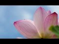 Qasidah Nooniyyah Shaykh Ul Islaam Ibn Qayyim Al Jazwiyyah 