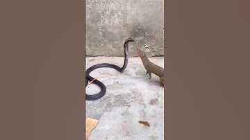 Epic Battle: Cobra vs Mongoose — Who Will Win This Fierce Fight? #shorts #yt #snacks #wildlife