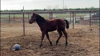 Espada Y El Potrillo Cuafrisian