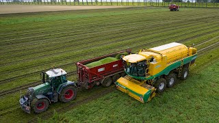 Harvest 2021: yes peas! | Ploeger prototype | Irrigation, fertiliser, tulips | Franzen Agriculture