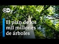 ¿Nuevos bosques para proteger mejor nuestro clima? | DW Documental