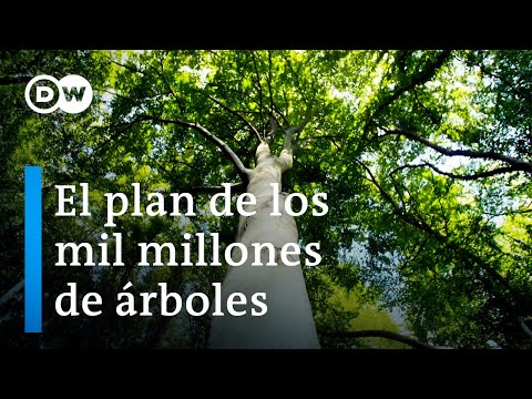 Video: ¿Deberían los árboles aumentar el valor de la tierra?