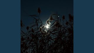 Moonlit Silence
