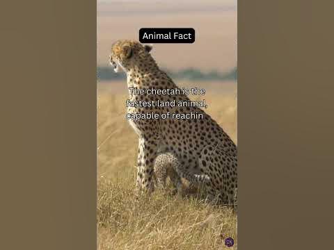 The cheetah is...Animal Fact - YouTube