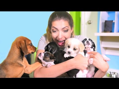 Romantic Boy Counts Love In... Puppies!