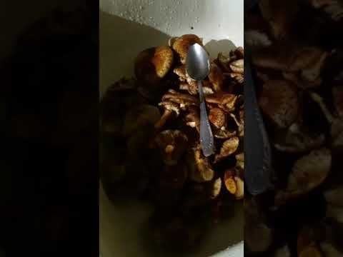 Неприятный запах при варке грибов (опята)