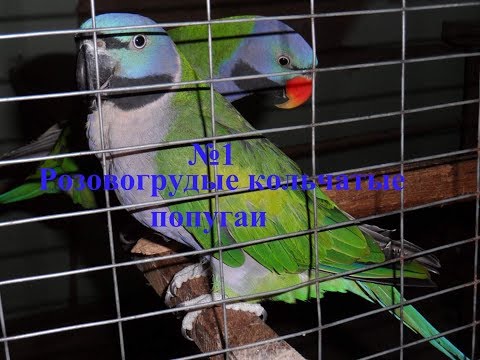 №1Розовогрудые попугаи (Psittacula eupatria) пробуем дуплянку на вкус)))